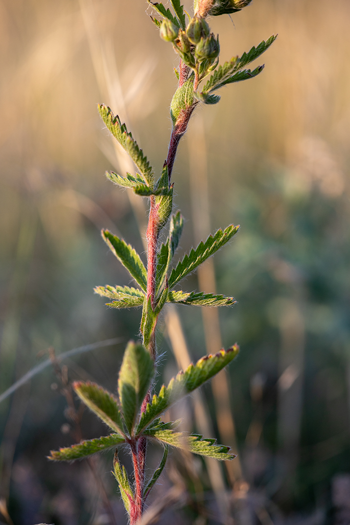 Изображение особи Potentilla recta.