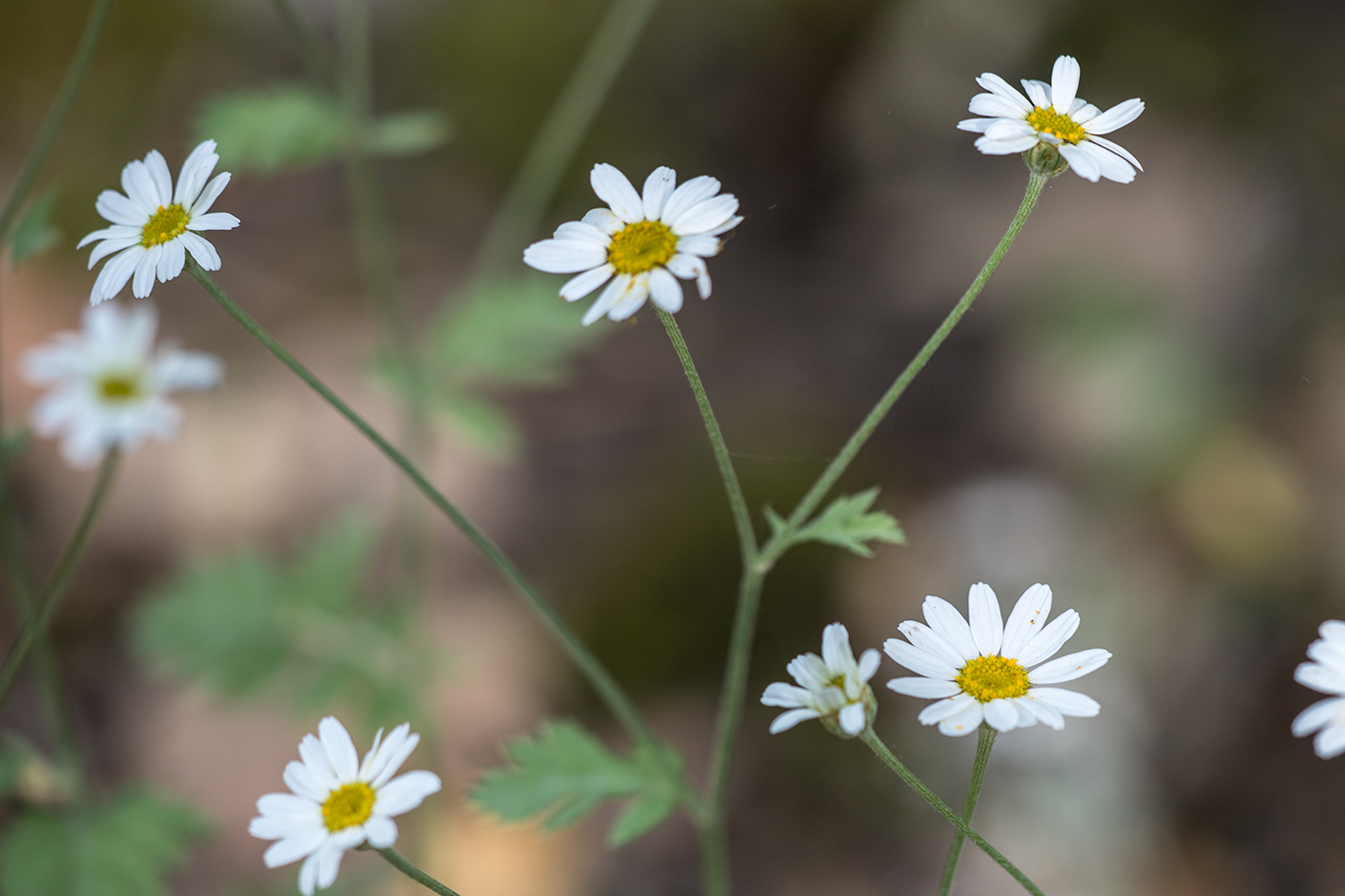 Image of Pyrethrum poteriifolium specimen.