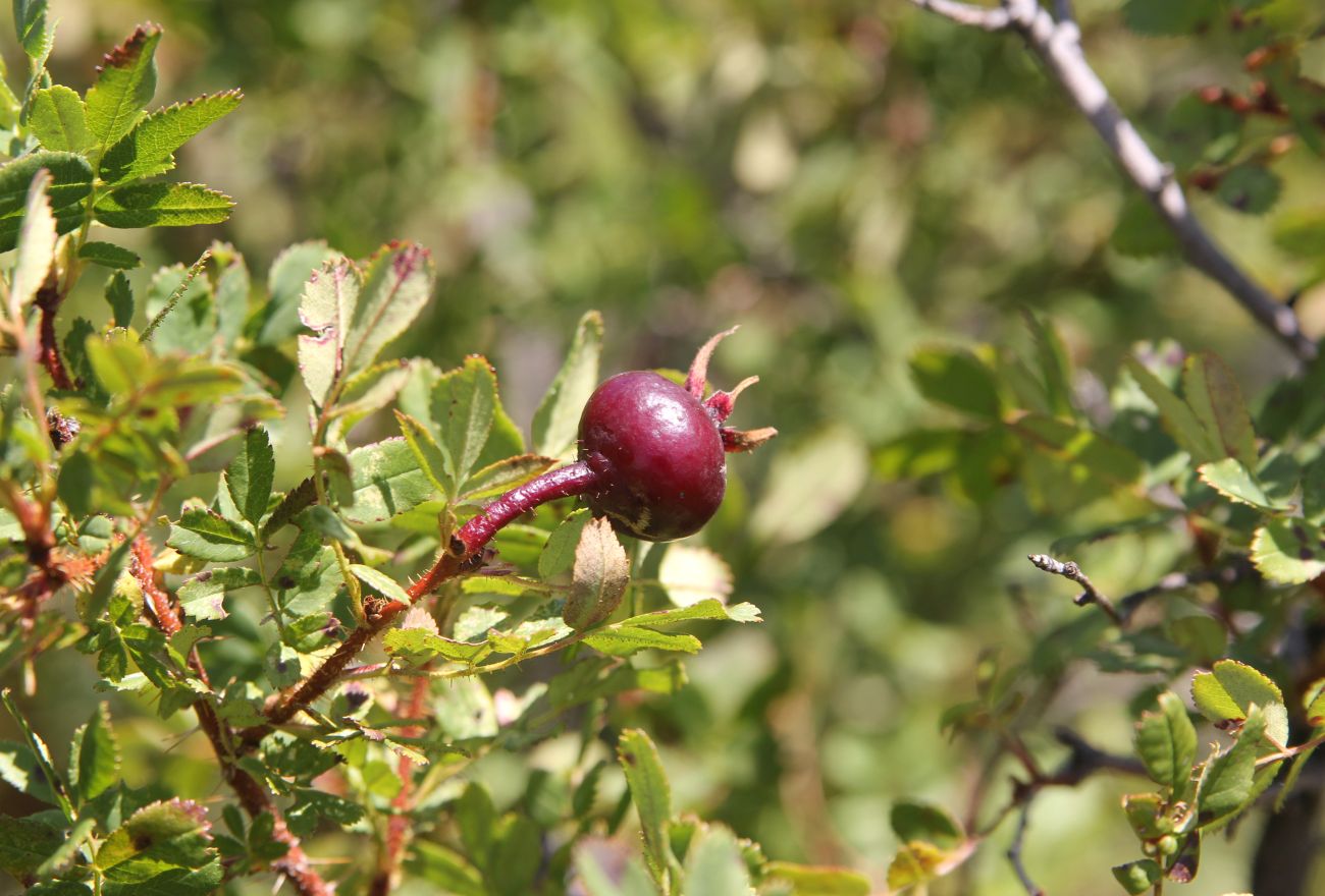 Image of Rosa spinosissima specimen.