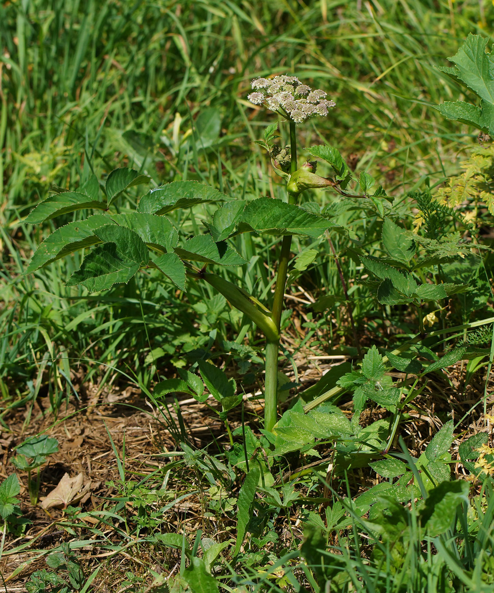 Изображение особи Angelica sylvestris.