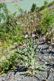 Lactuca tatarica