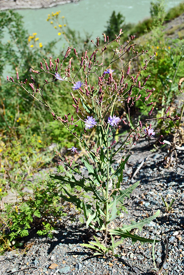 Изображение особи Lactuca tatarica.