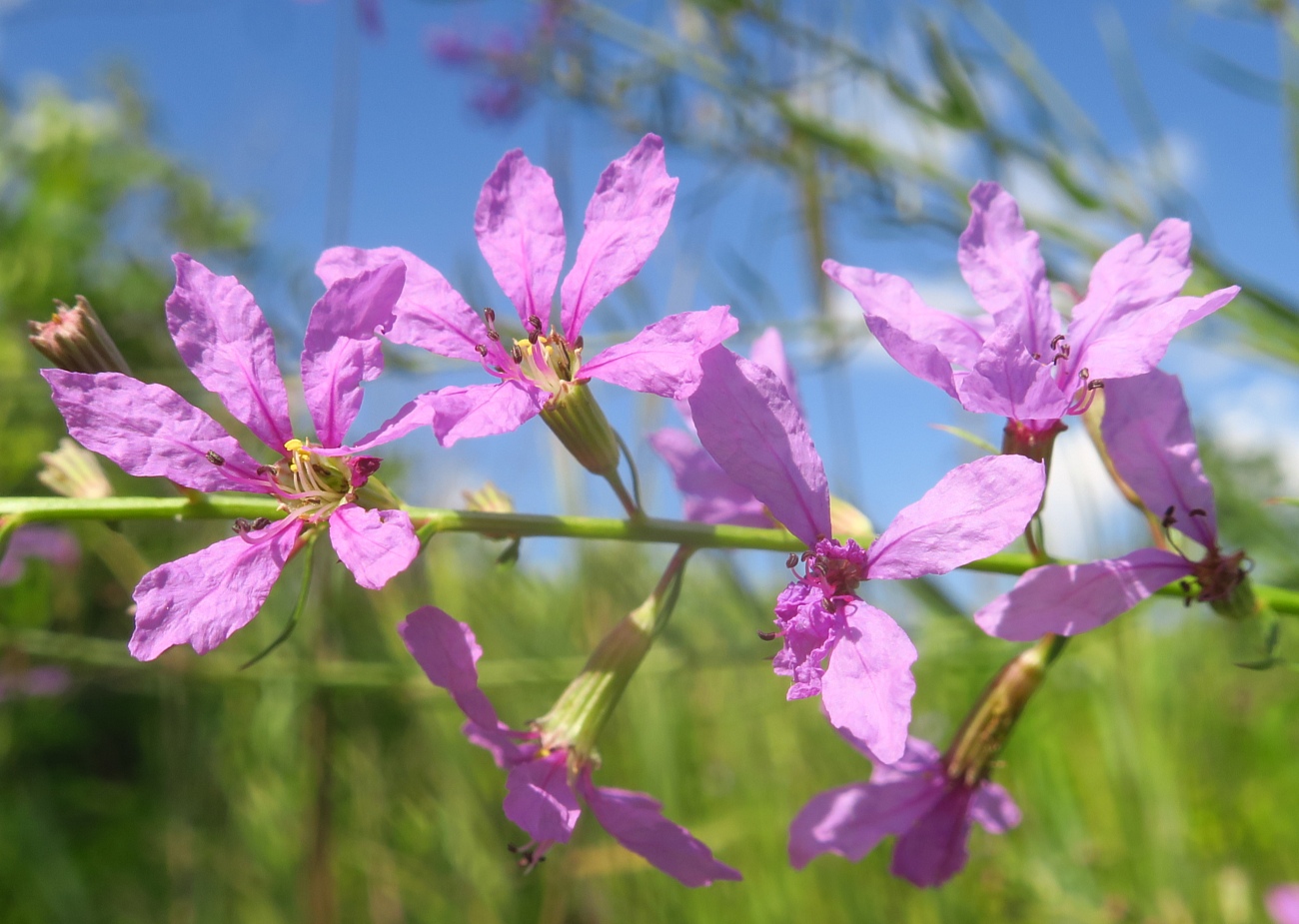 Изображение особи Lythrum virgatum.