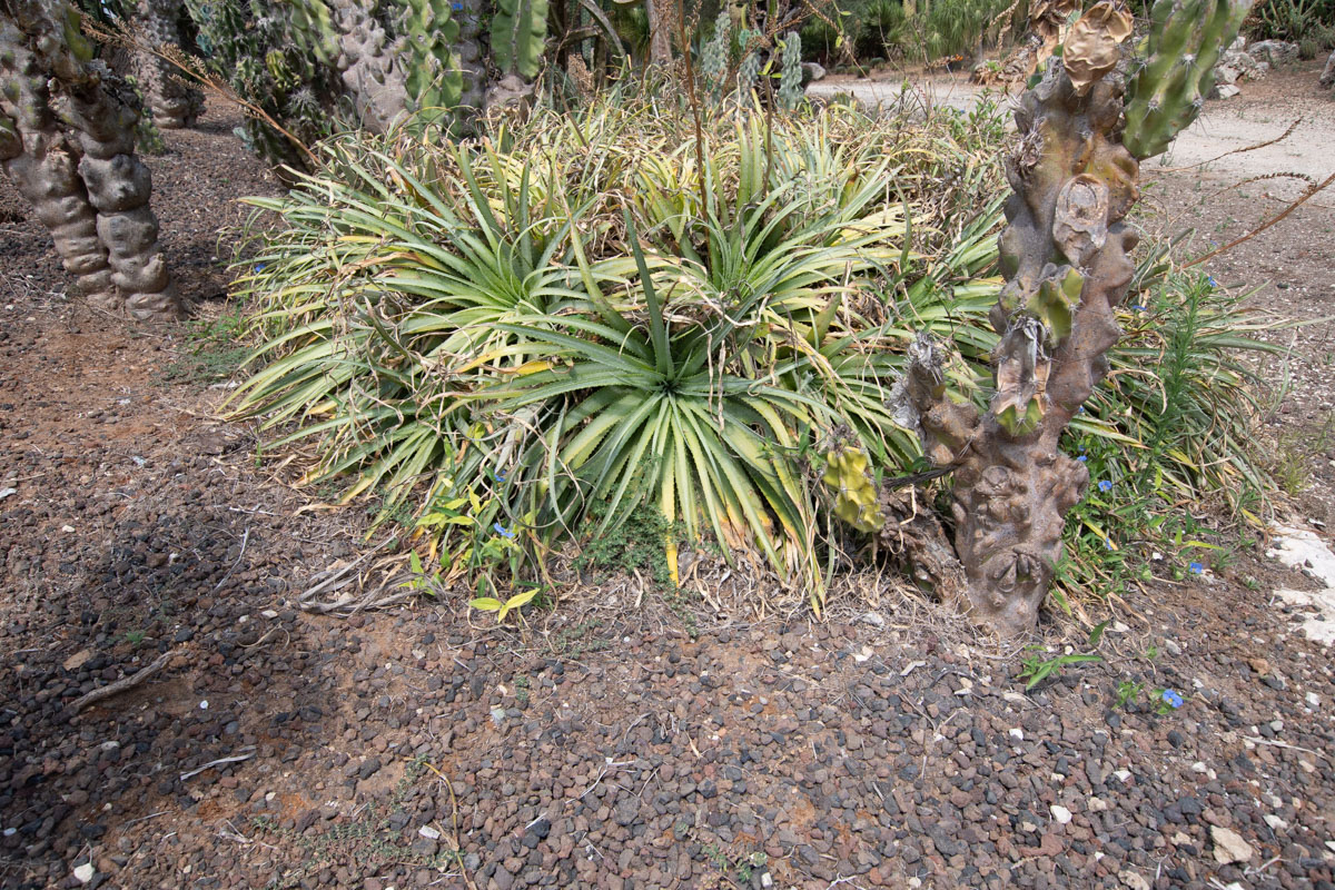 Изображение особи семейство Bromeliaceae.