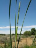 Typha angustifolia