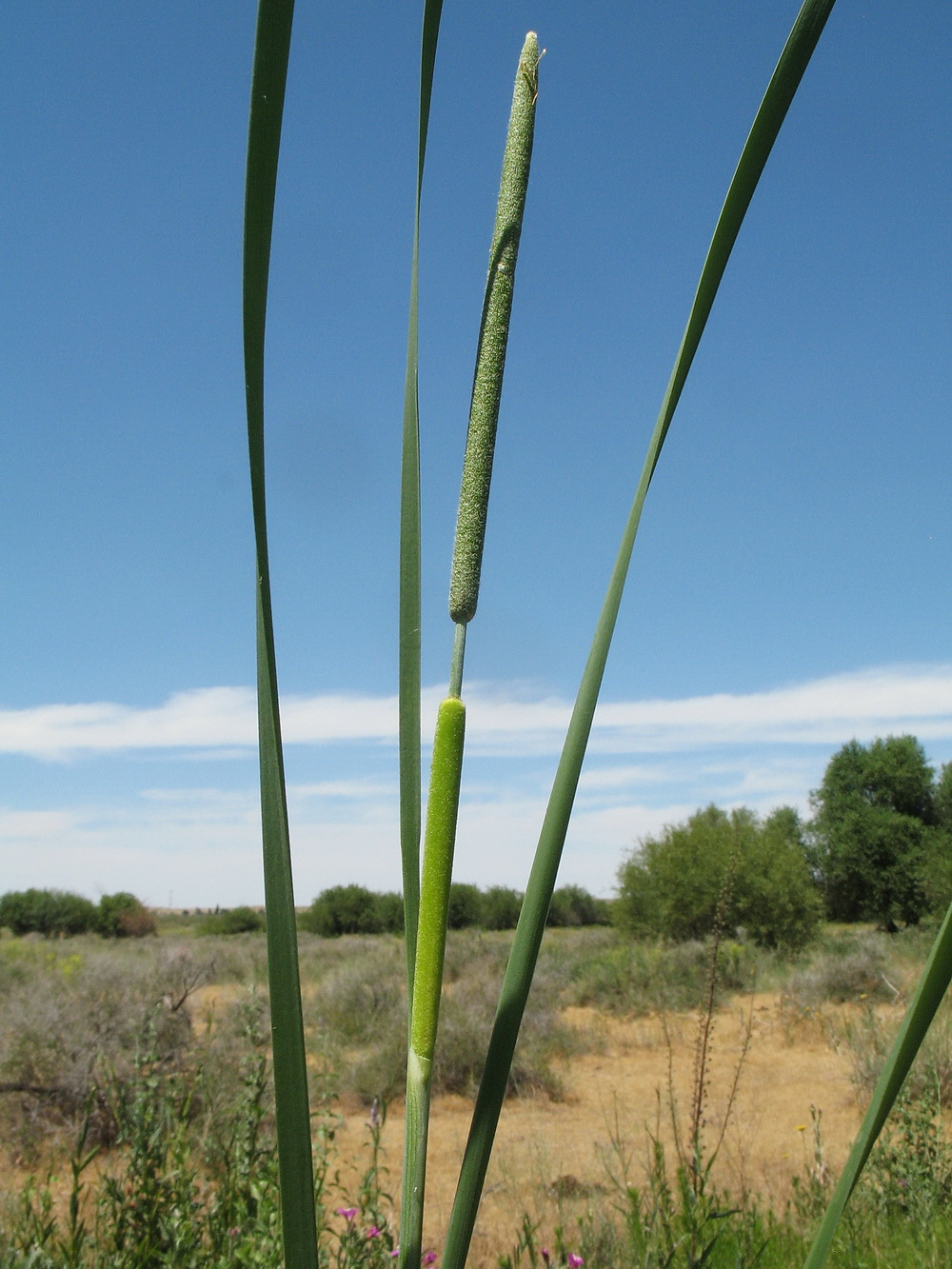 Изображение особи Typha angustifolia.