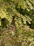 род Fraxinus