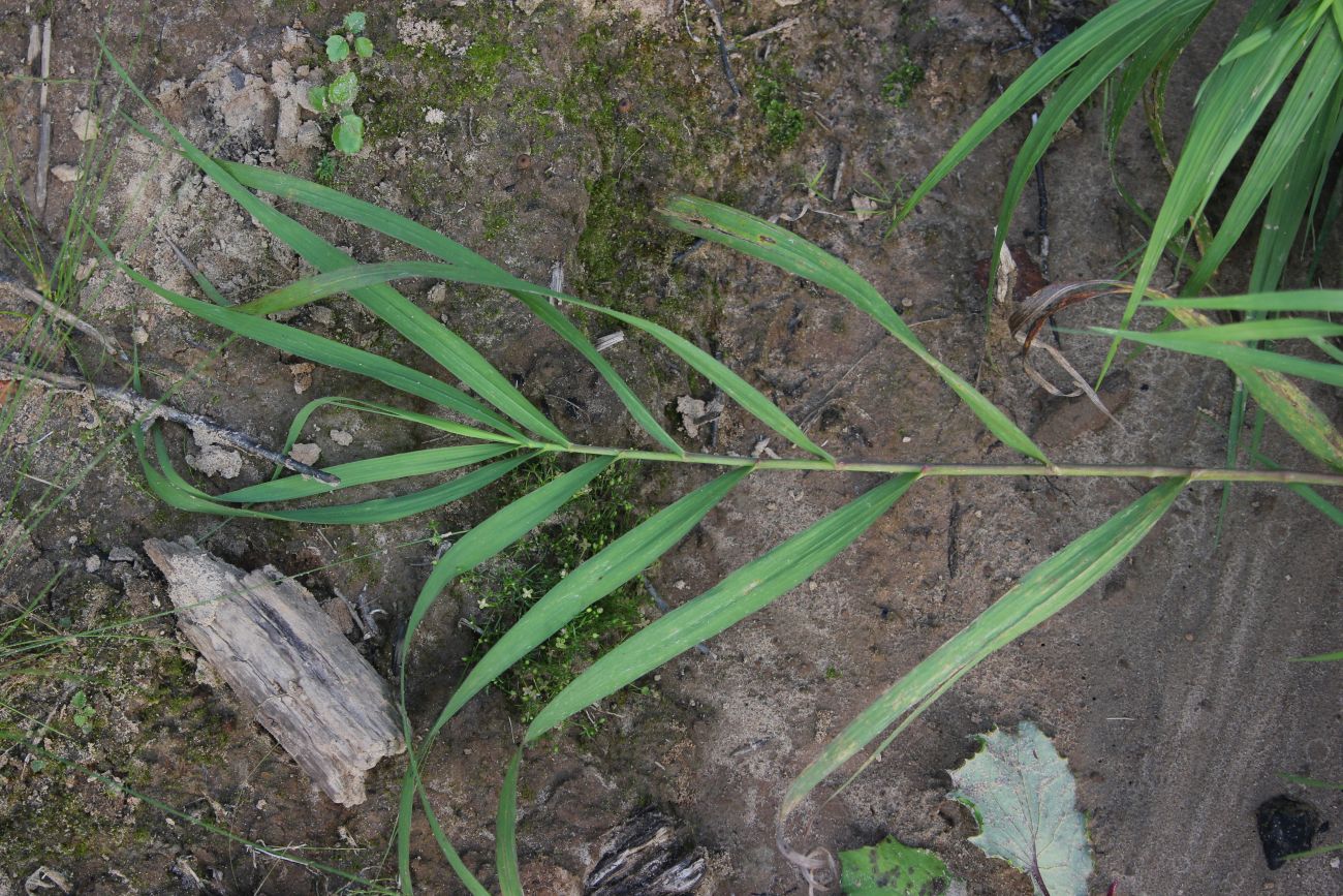 Изображение особи Phragmites australis.