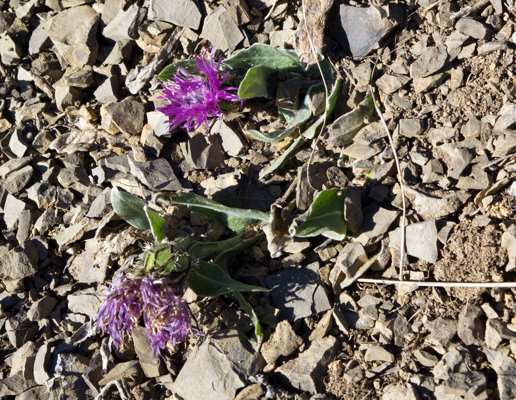 Изображение особи Centaurea willdenowii.