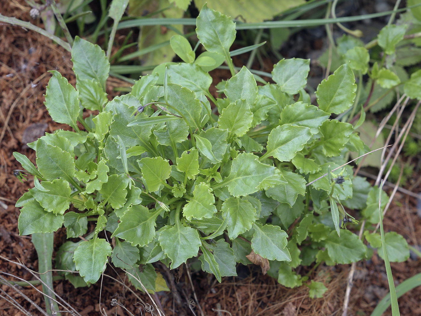 Image of Campanula cochleariifolia specimen.