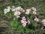 Anemonastrum fasciculatum