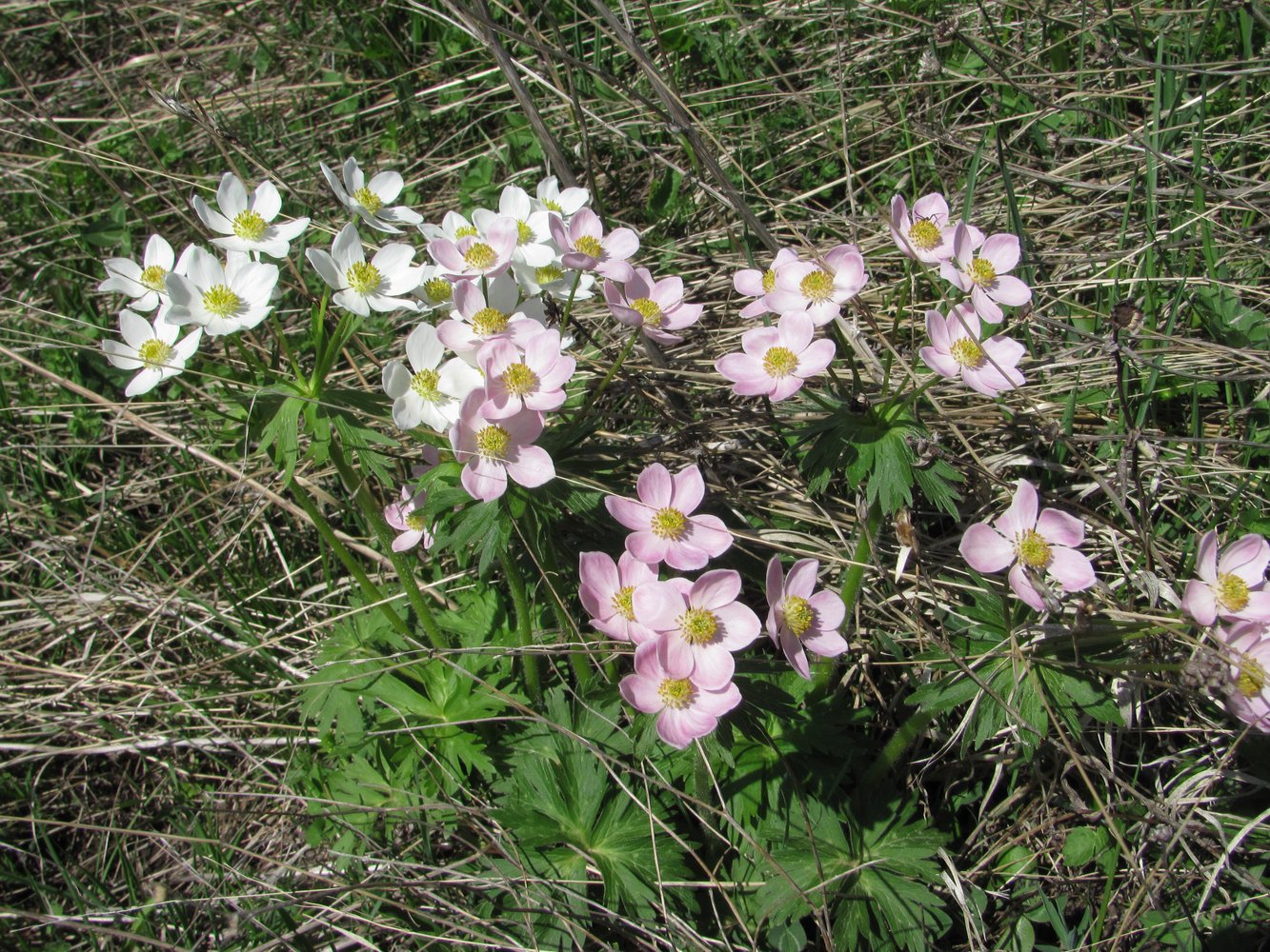 Image of Anemonastrum fasciculatum specimen.