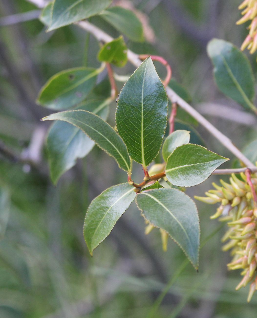 Image of Salix pentandra specimen.