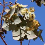 Eucalyptus cinerea. Ветвь молодого деревца с цветками и опыляющей их пчелой. Израиль, г. Арад, в городском озеленении. 02.02.2022.