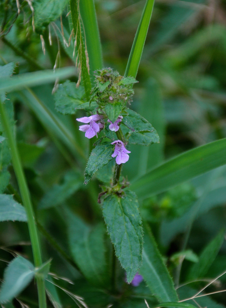 Изображение особи Stachys aspera.