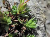 genus Saxifraga