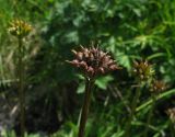 Trollius vitalii. Созревающий плод. Красноярский край, Ермаковский р-н, парк \"Ергаки\", окр. оз. Тушканчик, субальпийский луг на берегу озера. 24.07.2012.