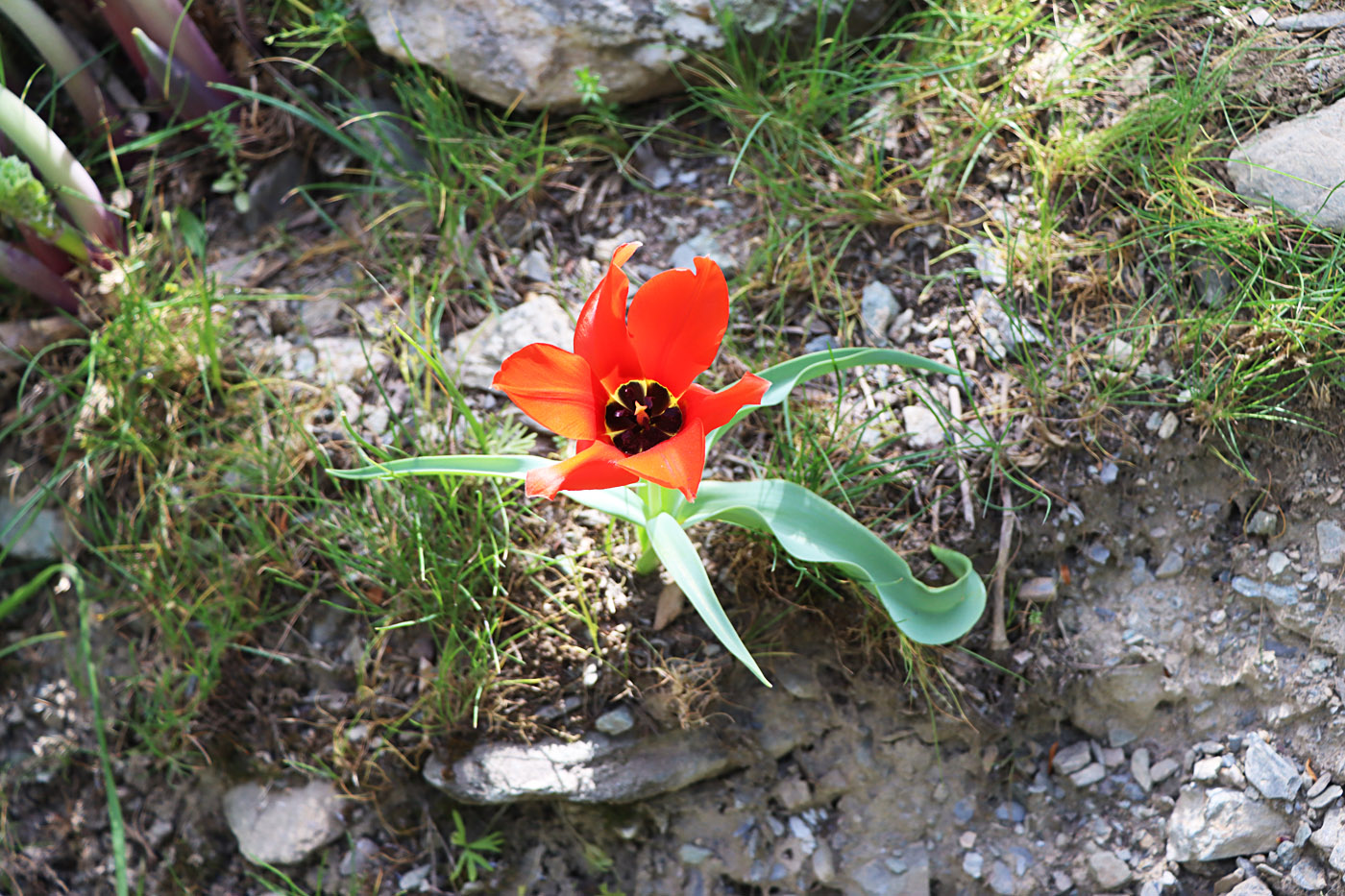 Image of Tulipa affinis specimen.