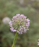 Allium nutans