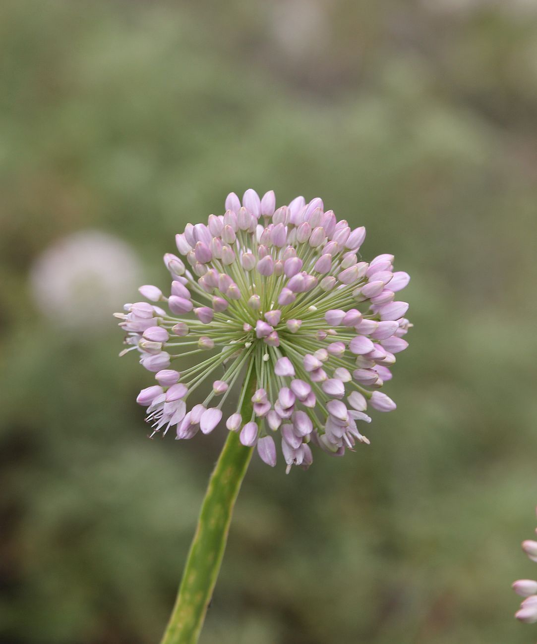 Image of Allium nutans specimen.