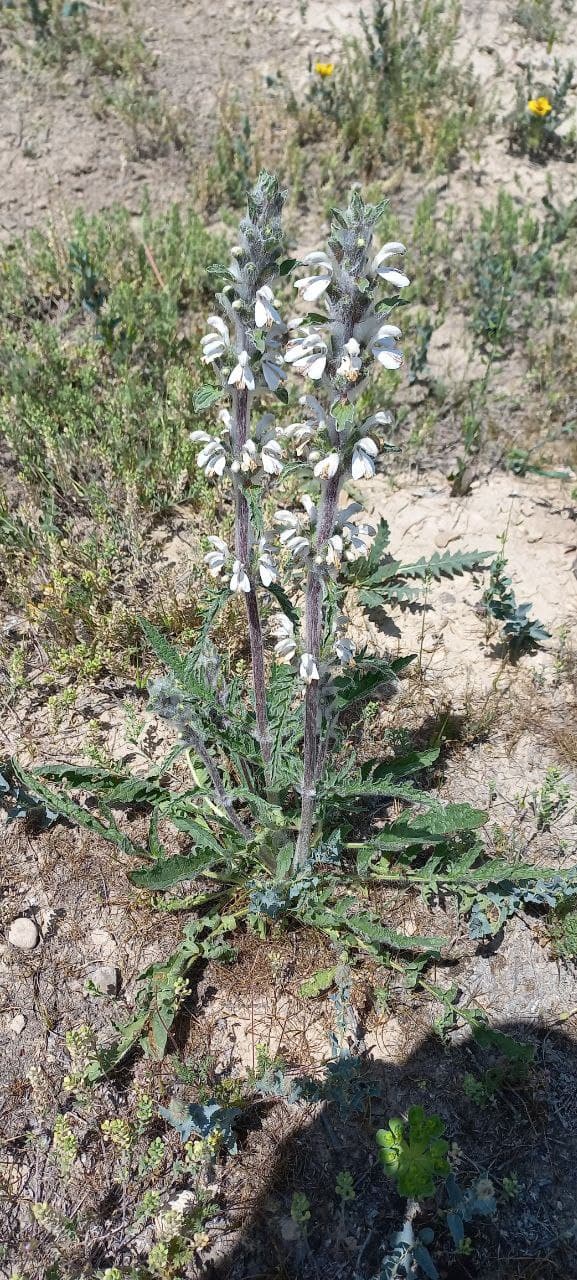 Image of Phlomoides kirghisorum specimen.