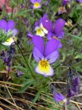 Viola tricolor. Верхушка цветущего растения. Норвегия, Боргюнд. 01.07.2008.