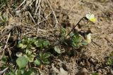 Viola arvensis