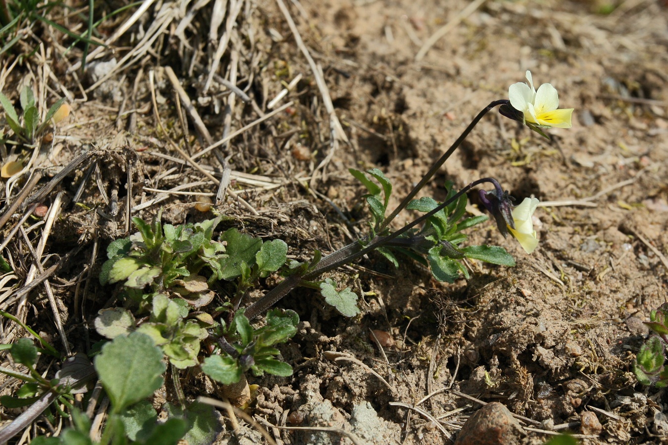 Image of Viola arvensis specimen.