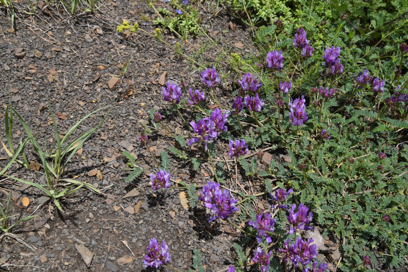 Изображение особи род Astragalus.