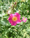 genus Rosa. Цветок и бутоны. Республика Ингушетия, Джейрахский р-н, ур. Меллер, между башнями, выс. 1650 м н.у.м. 19.06.2022.