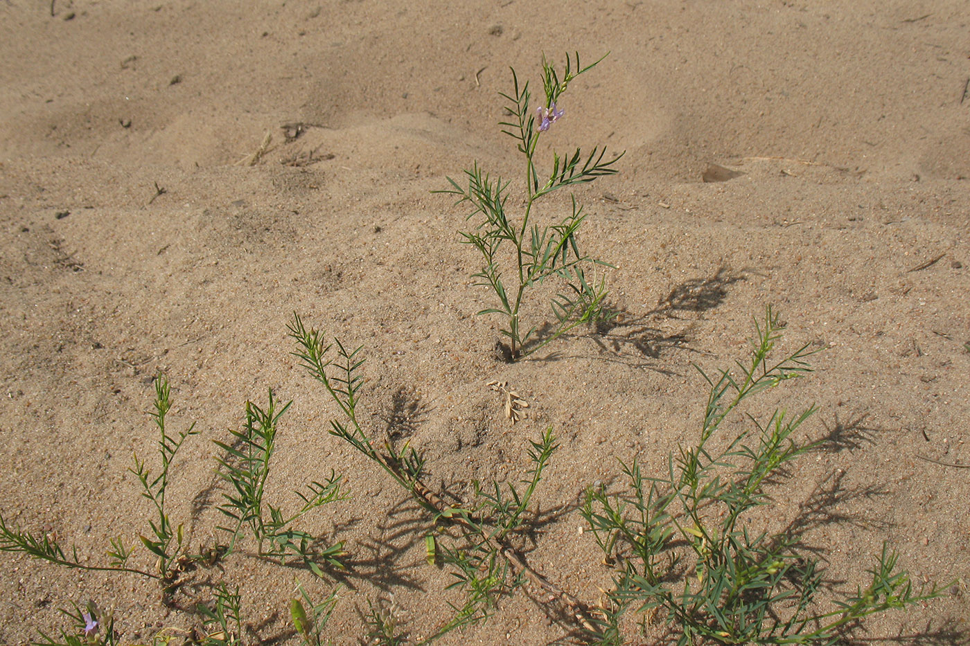 Изображение особи Astragalus arenarius.