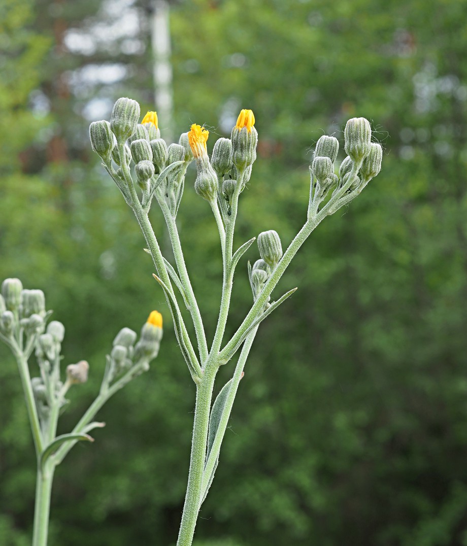 Image of genus Pilosella specimen.