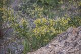 род Melilotus