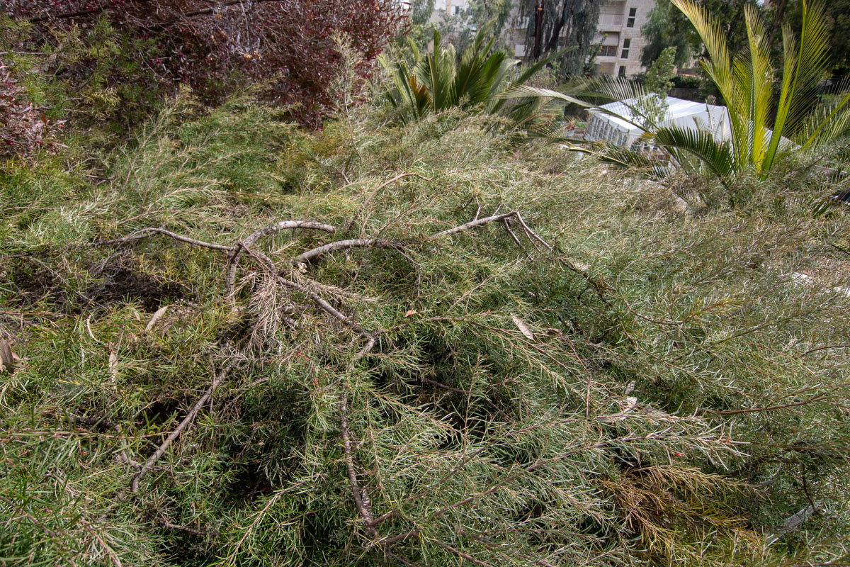 Image of Grevillea pinaster specimen.