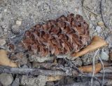 Pinus sibirica