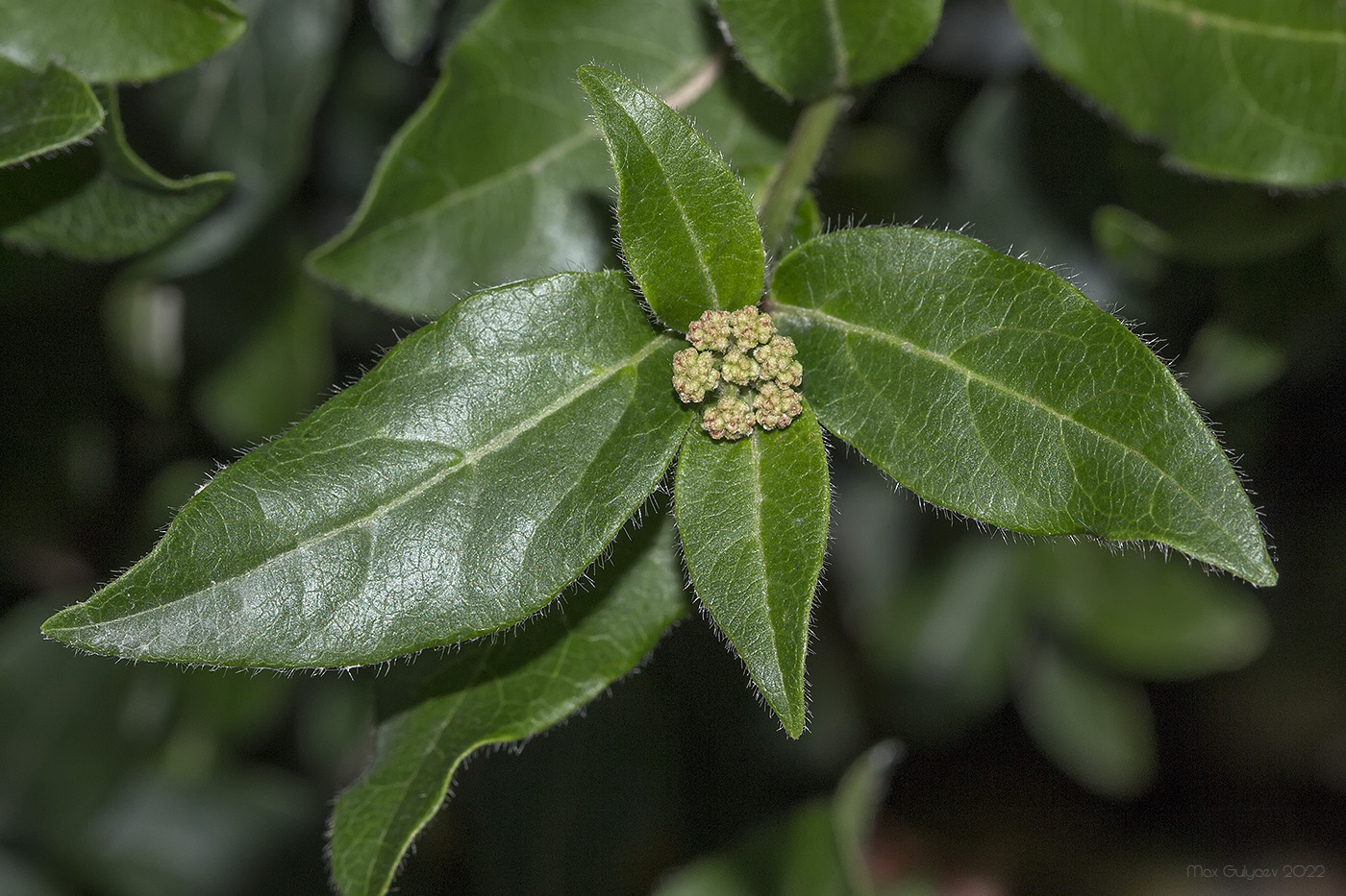 Изображение особи Viburnum tinus.