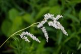 Aconogonon alpinum. Соцветие с кормящимся жуком. Красноярский край, Берёзовский р-н, долина р. Мана, опушка смешанного леса. 06.06.2022.