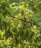 Acer negundo