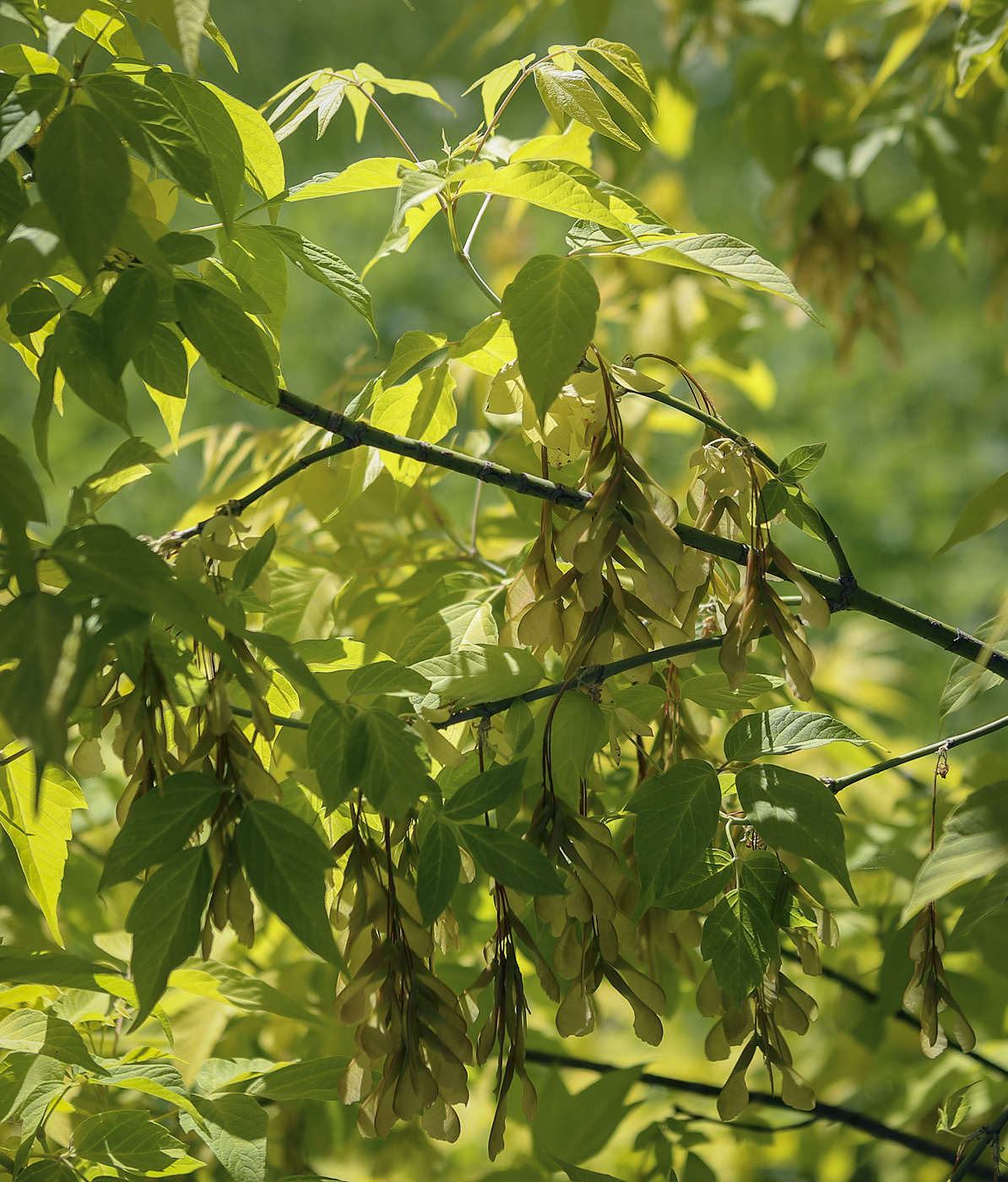 Image of Acer negundo specimen.