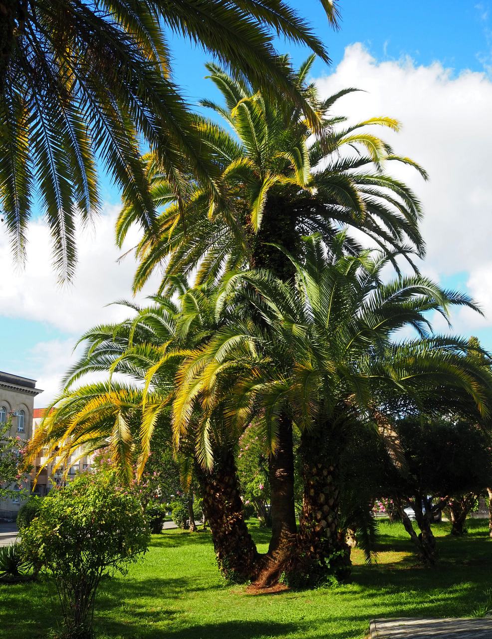 Изображение особи Phoenix canariensis.