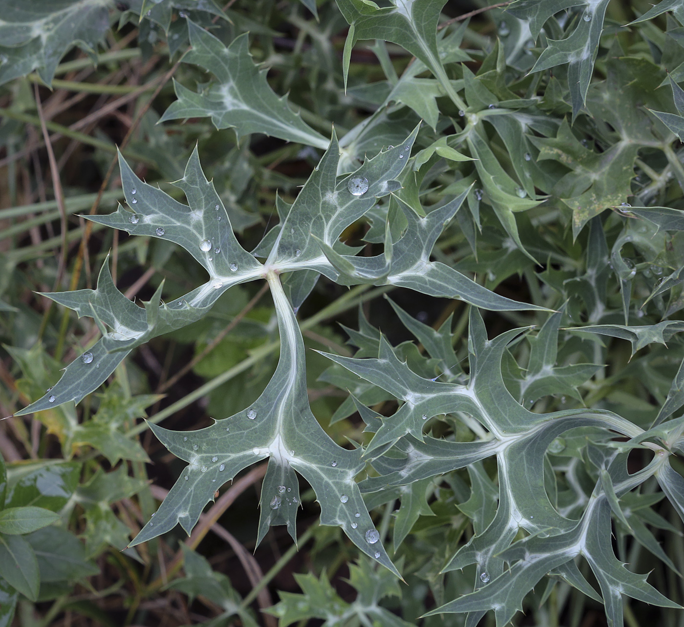 Image of genus Eryngium specimen.