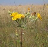 Picris hieracioides. Верхушка цветущего и плодоносящего растения с прилипшими семянками растения из сем. Asteraceae. Ульяновская обл., Мелекесский р-н, окр. пос. Куликовка, луг с участками засоления. 07.08.2022.