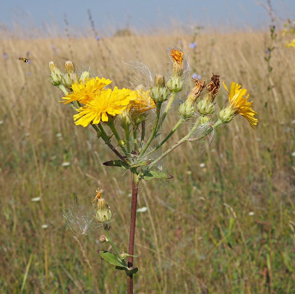 Image of Picris hieracioides specimen.