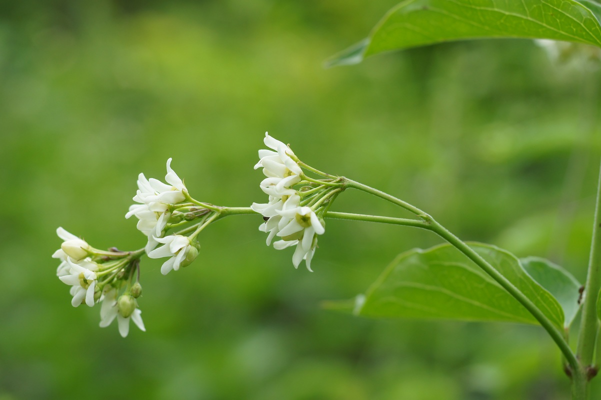 Изображение особи Vincetoxicum albovianum.