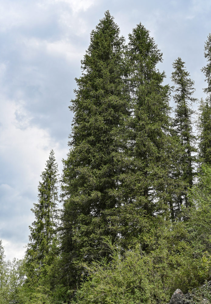 Изображение особи Picea schrenkiana.