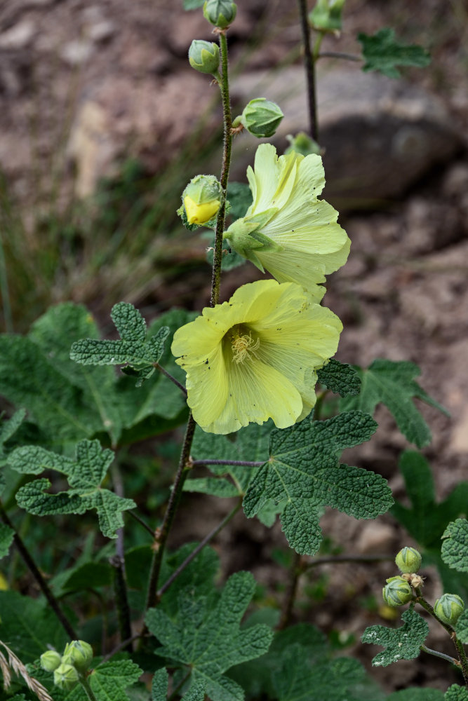 Image of Alcea rugosa specimen.