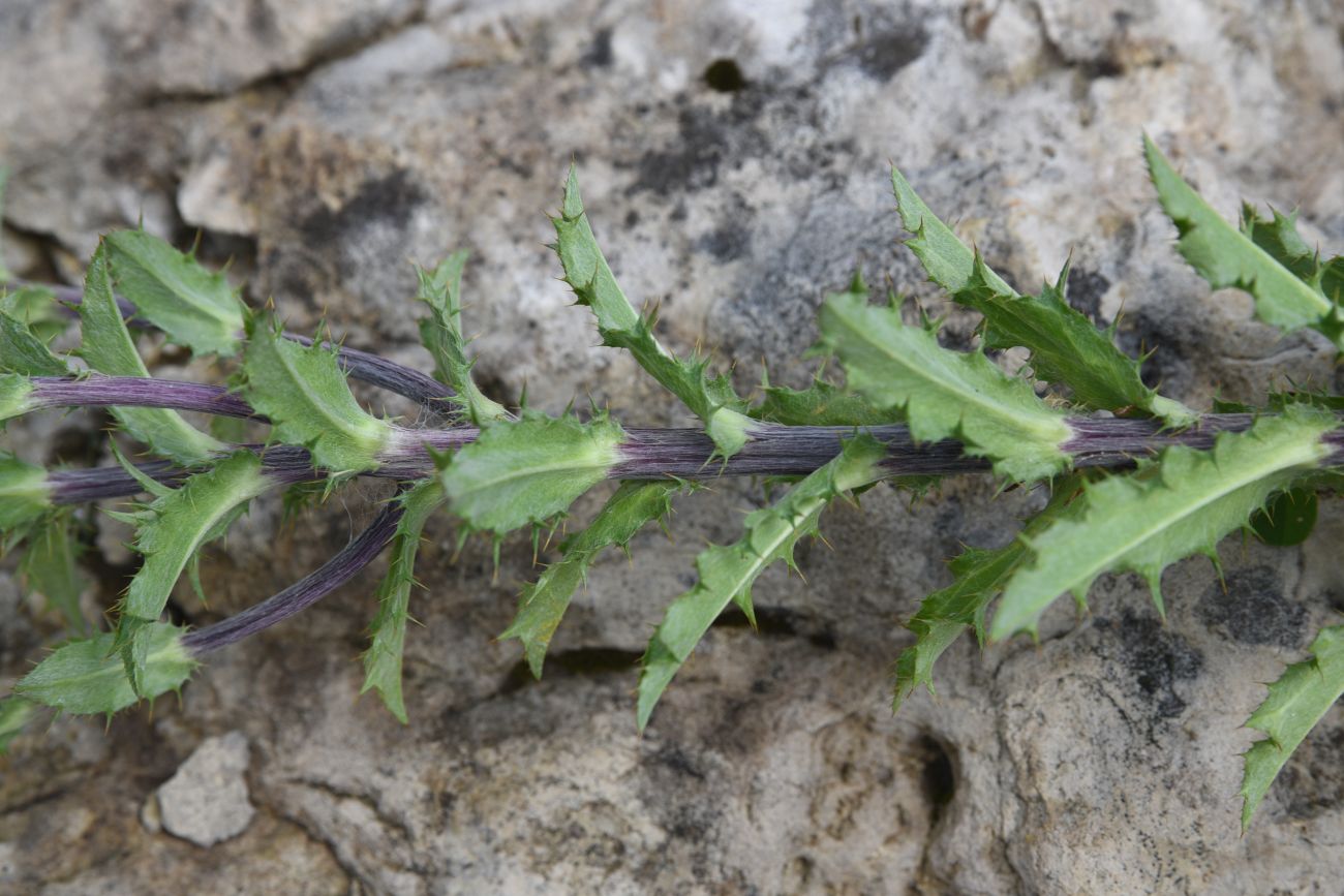Image of Carlina biebersteinii specimen.
