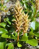 genus Salix. Соплодия и листья. Полярный Урал, долина р. Хойлы. Конец июля 2011 г.