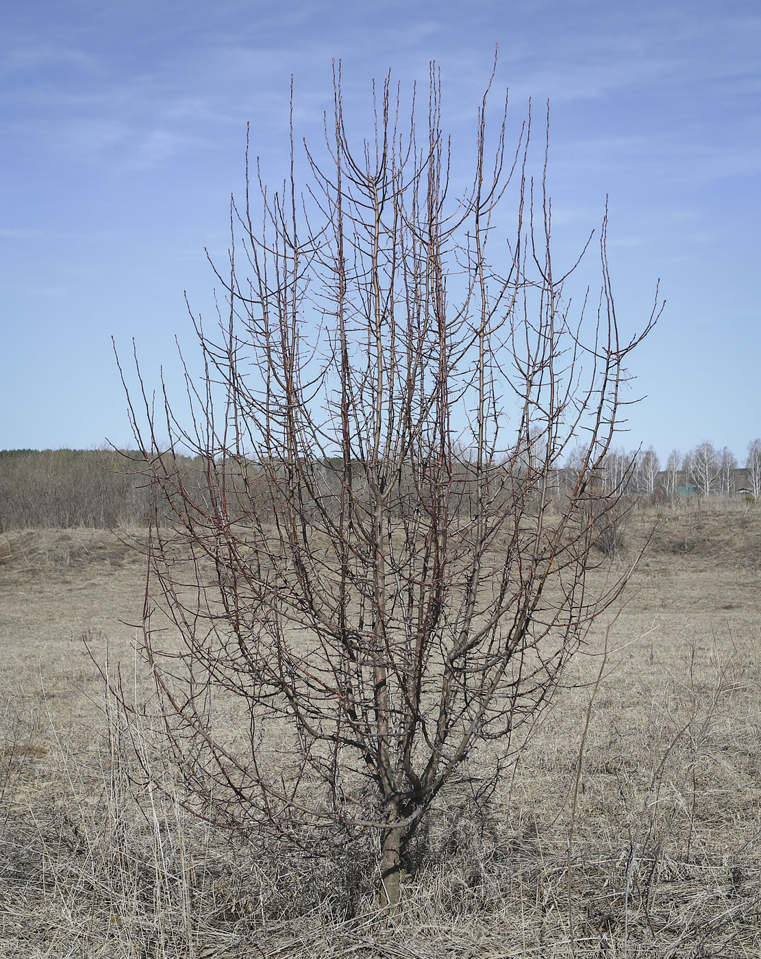 Изображение особи Malus baccata.