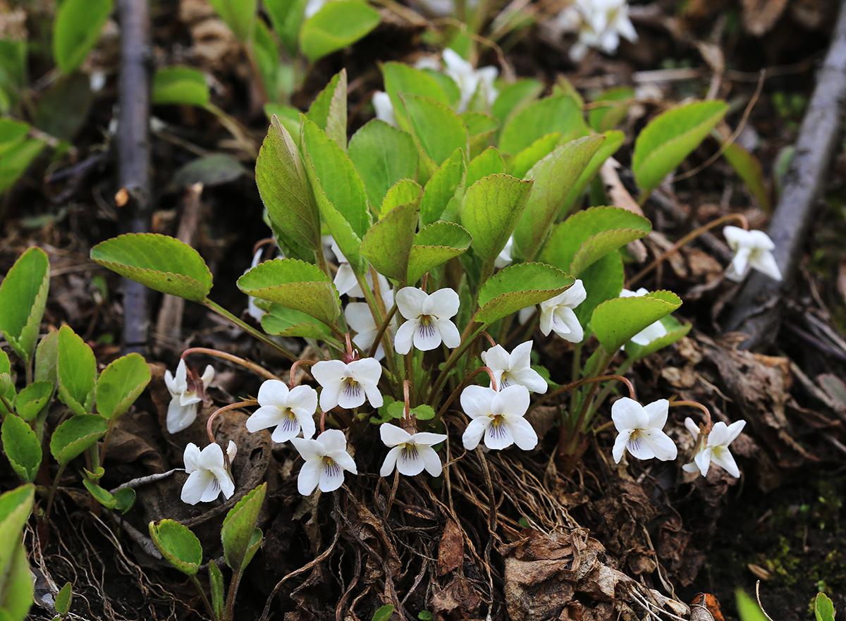 Изображение особи Viola pacifica.